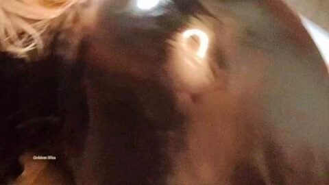 2424892 Video 7905621 500x281 - Privatporno